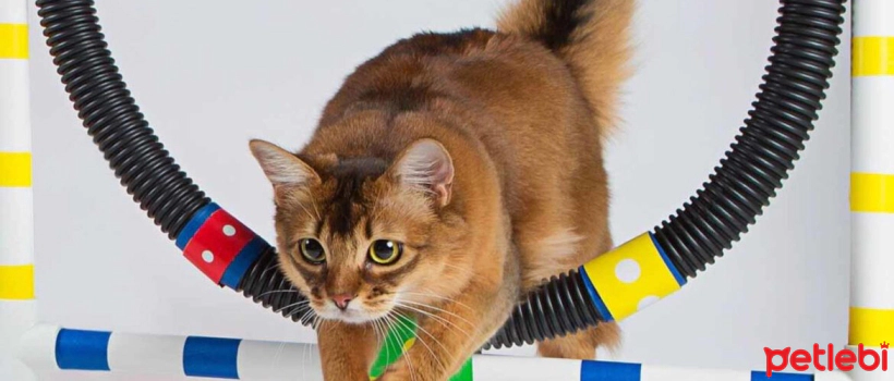 5 Different Approaches to Cat Training