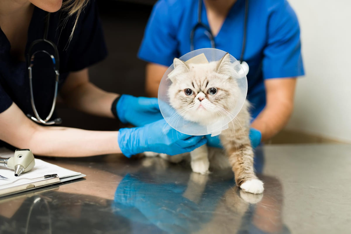 Elizabeth, the cat with a collar, undergoing a health check