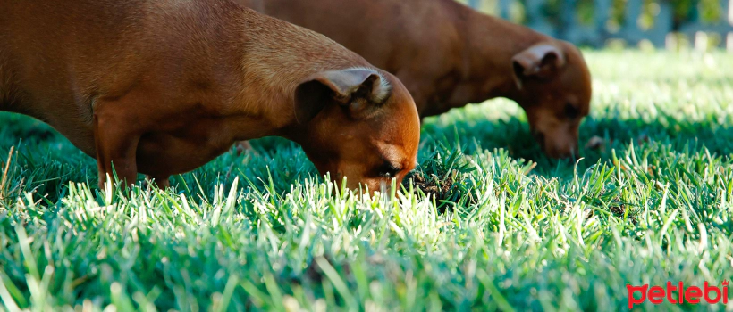 Why Do Dogs Eat Grass?