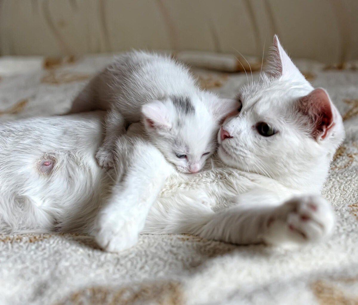 White mother cat and kitten