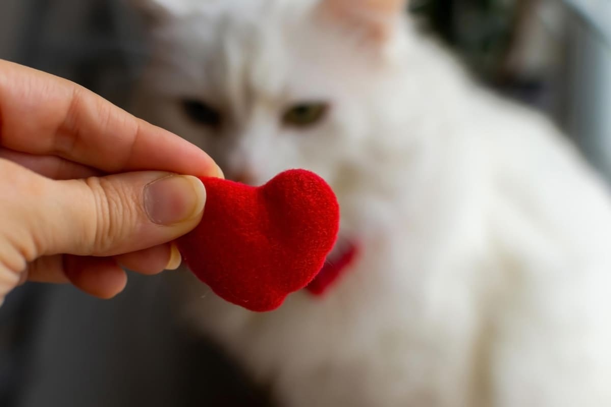 White cat in the background, small plush red heart in front