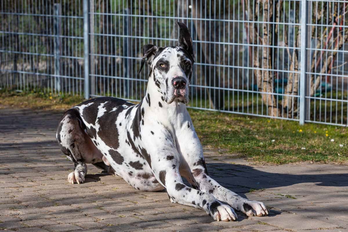 Great Dane with one ear raised, white and black spotted
