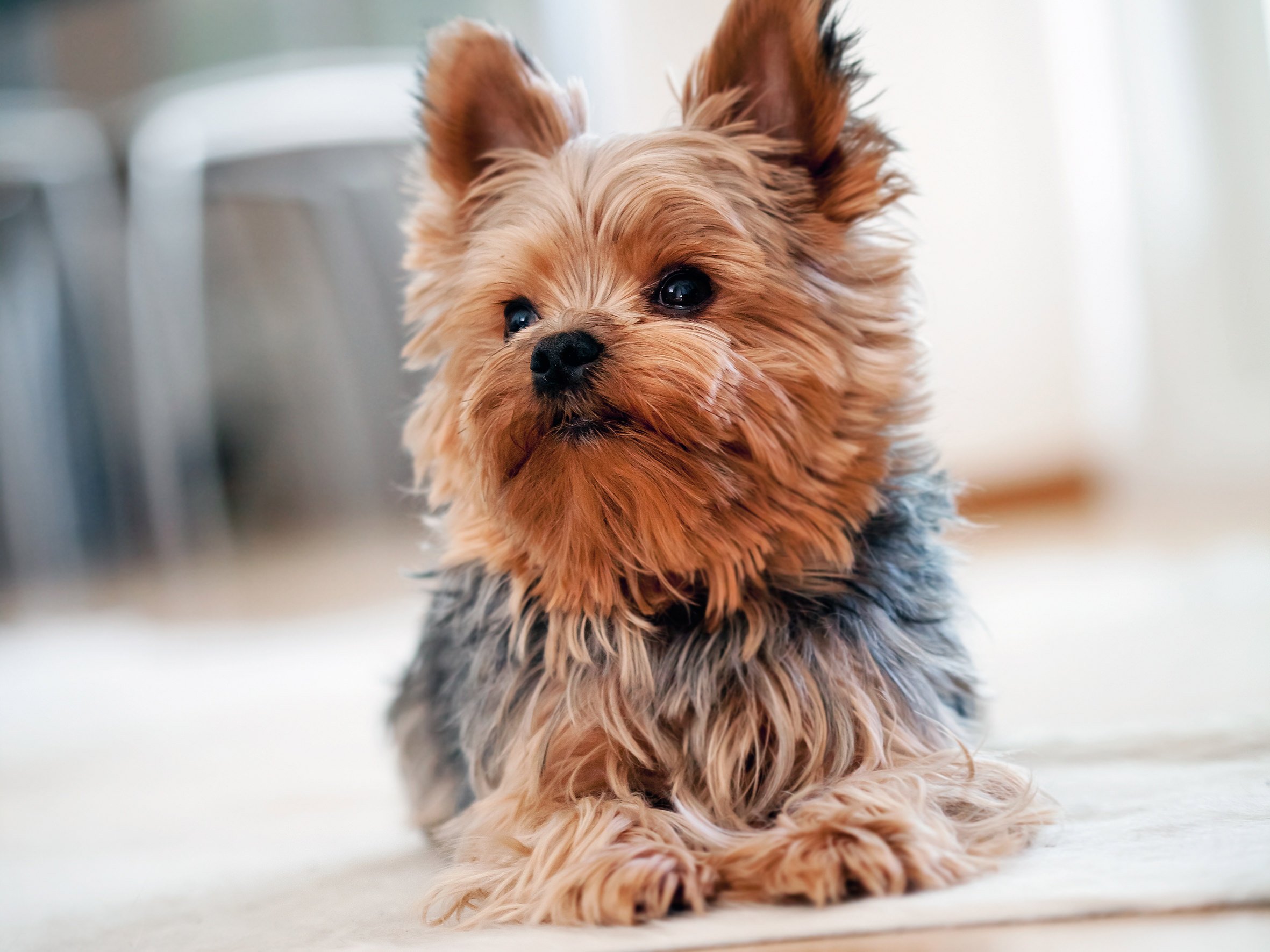 Yorkshire Terrier puppy sitting on a white background
