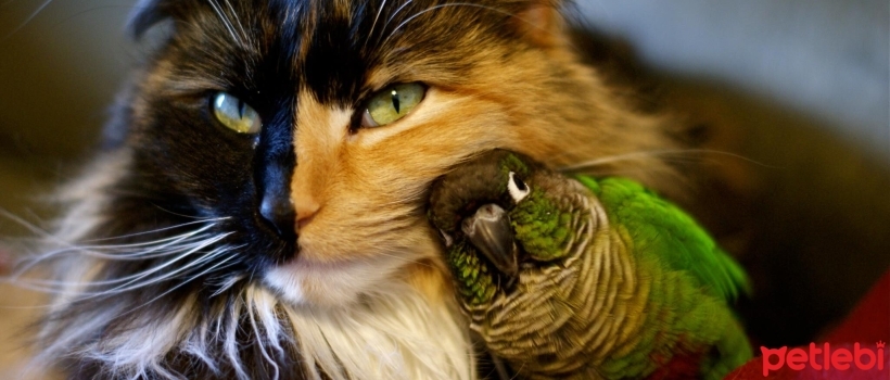 Can Cats and Birds Live Together?