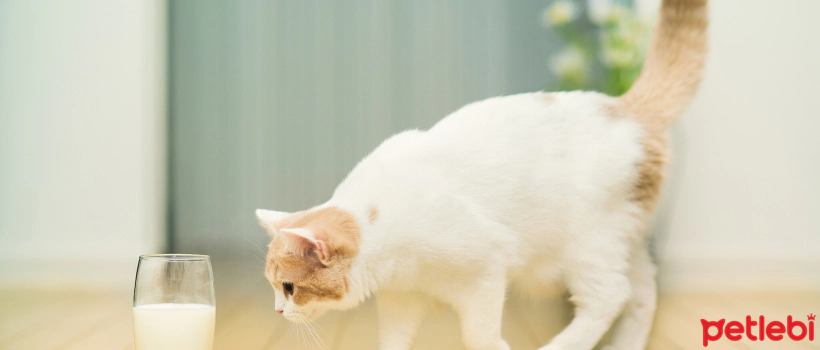 Cats and Lactose Intolerance