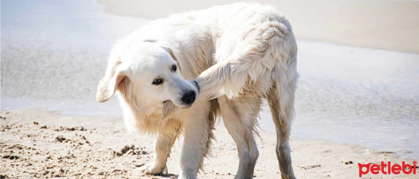 Why Do Dogs Bite Their Own Tails?