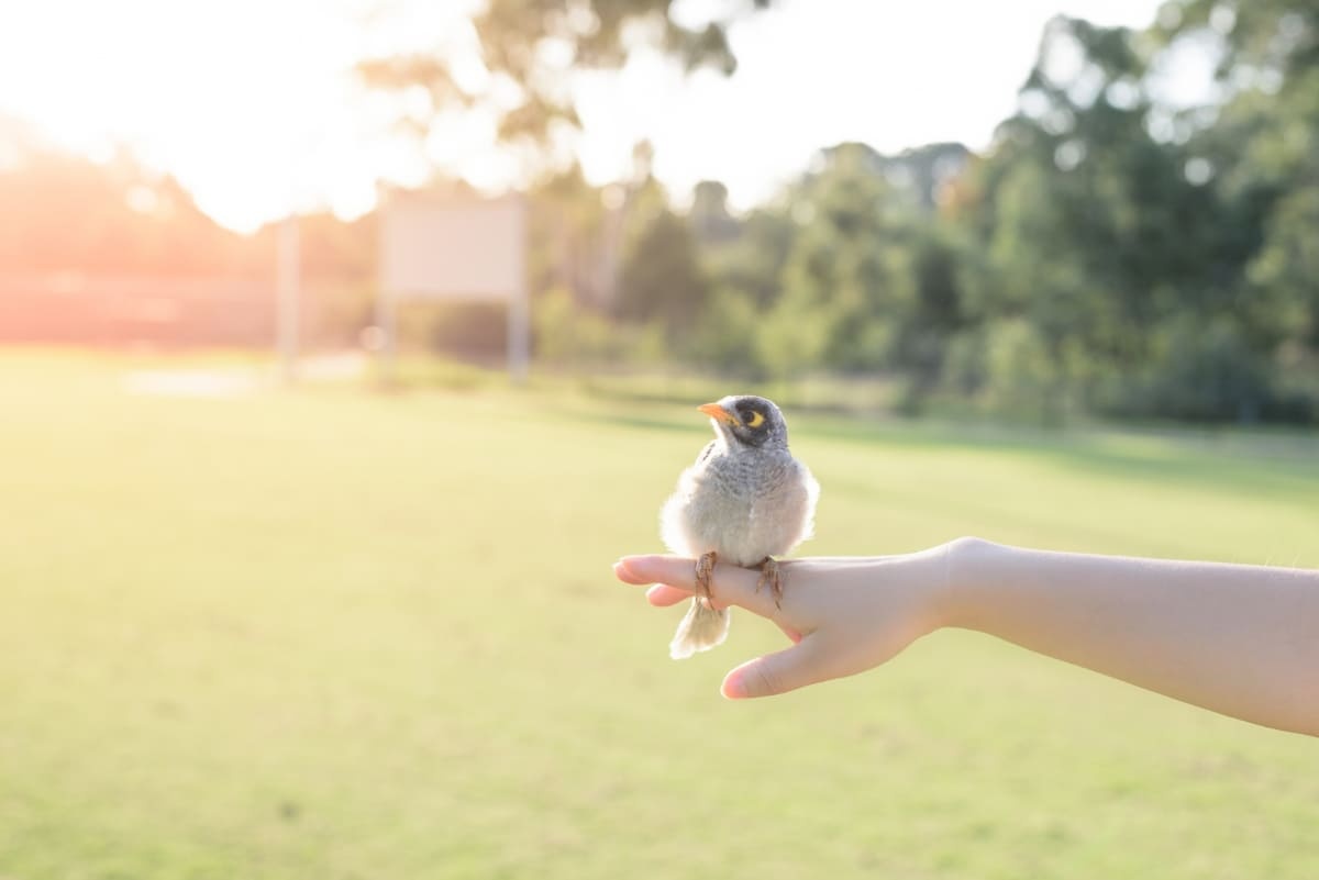 Bird perched on a finger