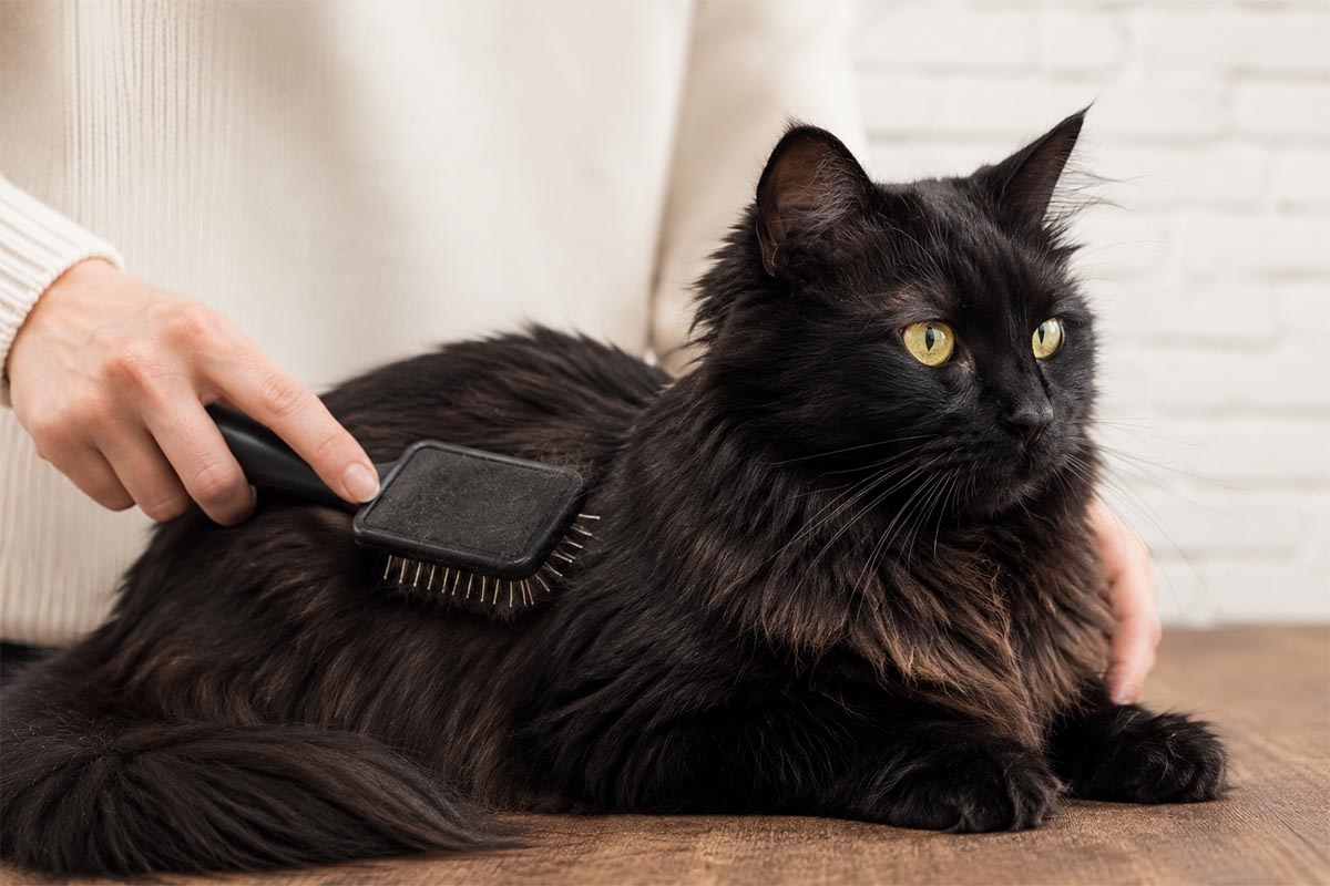 Long-haired cat being groomed