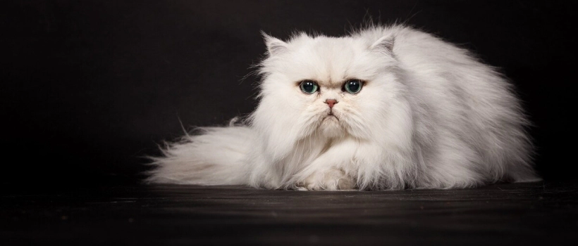 Chinchilla Cat Characteristics, Care and Feeding
