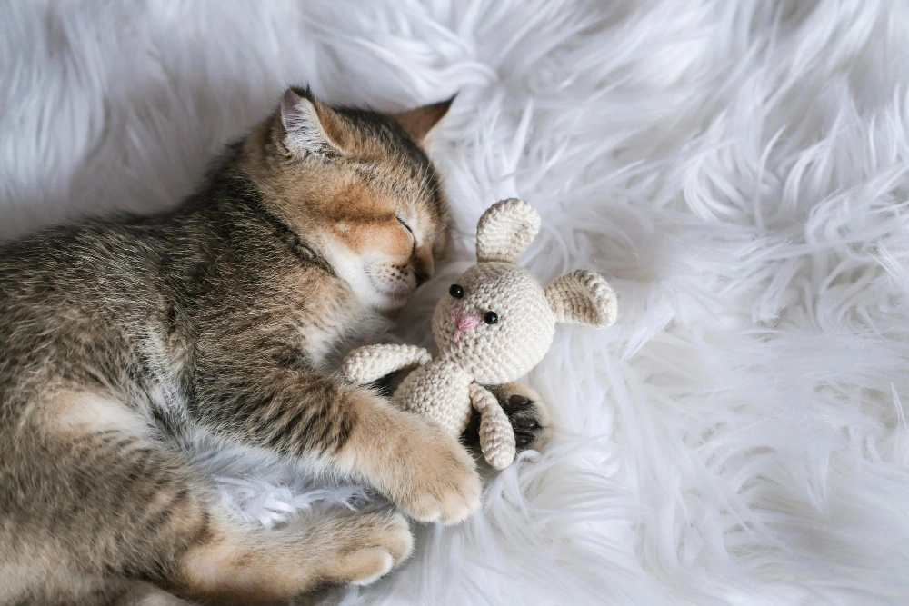 Cat Sleeping Cuddling with a Toy