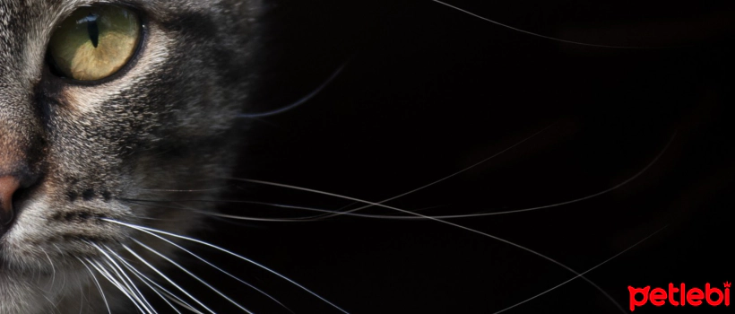 What Happens If Cats' Whiskers Are Trimmed?