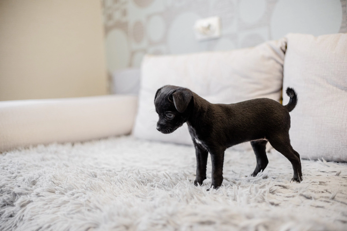 Black puppy standing on a white sofa