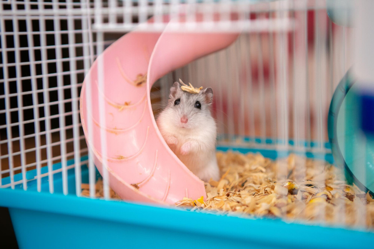Hamster with bedding on its head