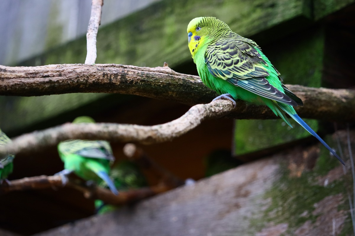 A budgie perched in a tree