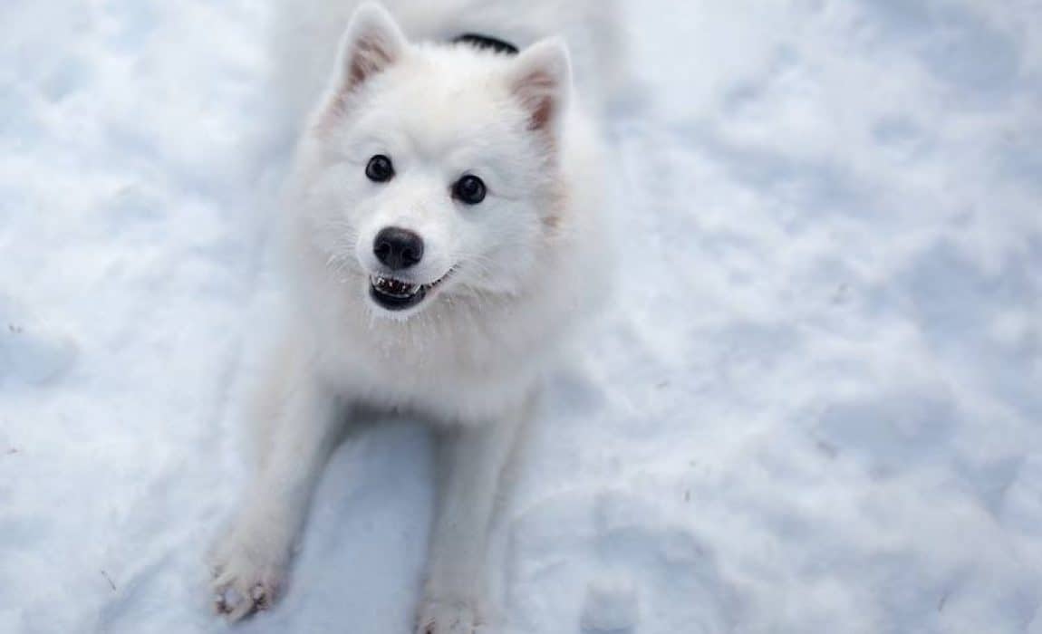 White puppy in the middle of the snow