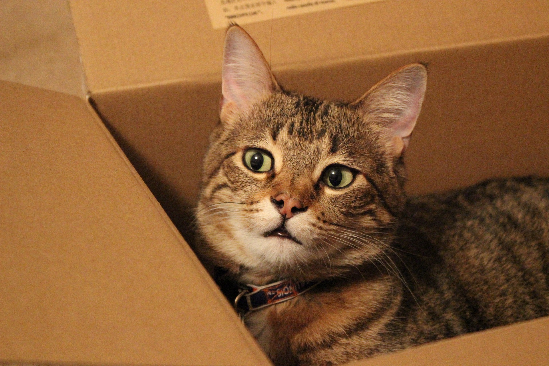 Tabby cat with collar lying in a cardboard box
