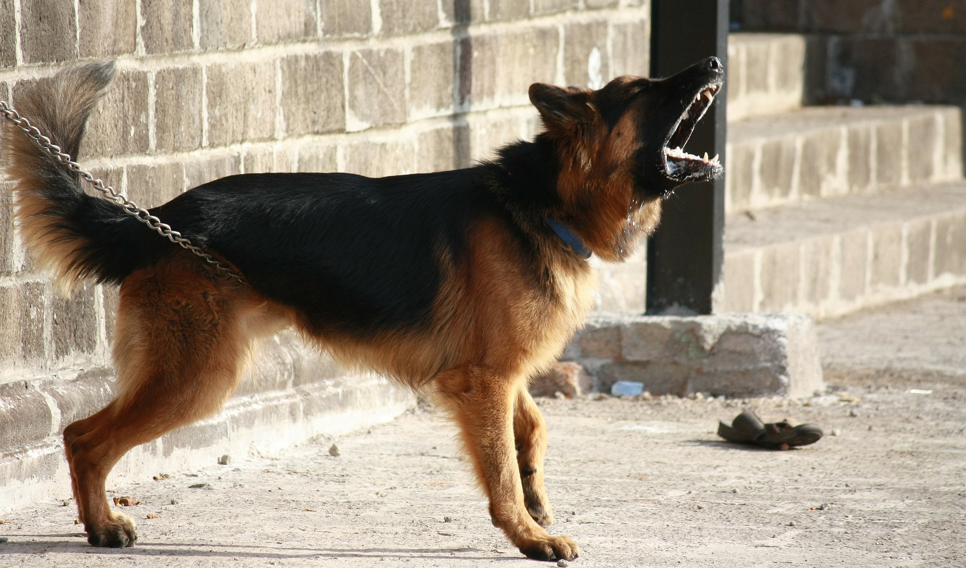 Why do dogs bark?