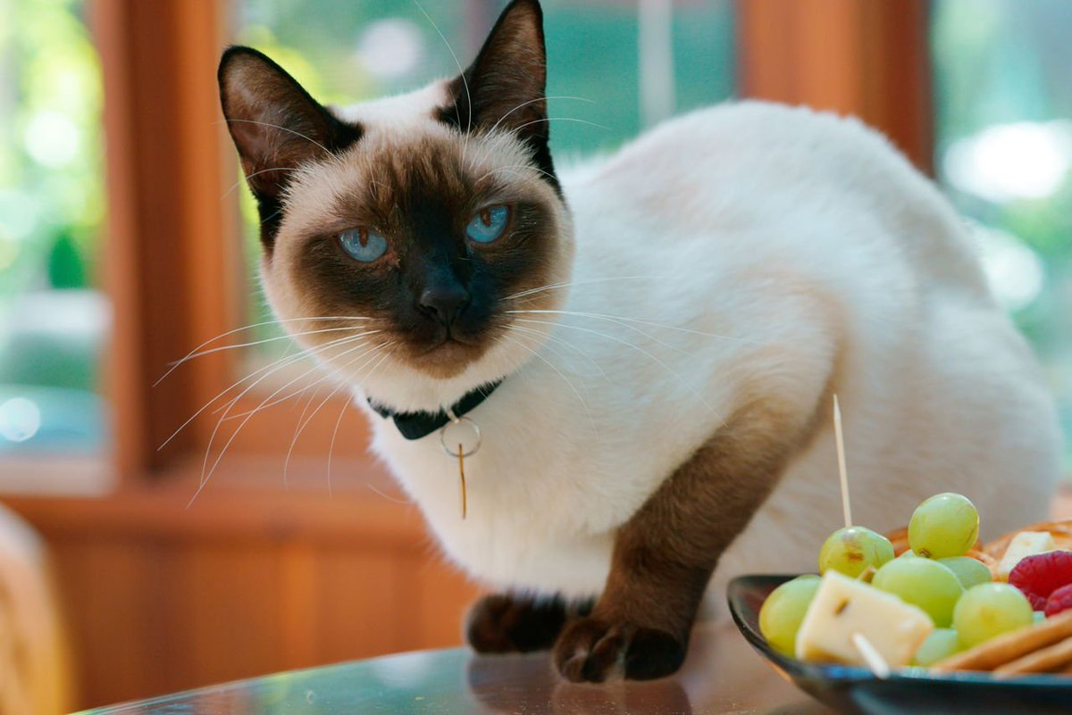 Cat sitting next to a fruit bowl