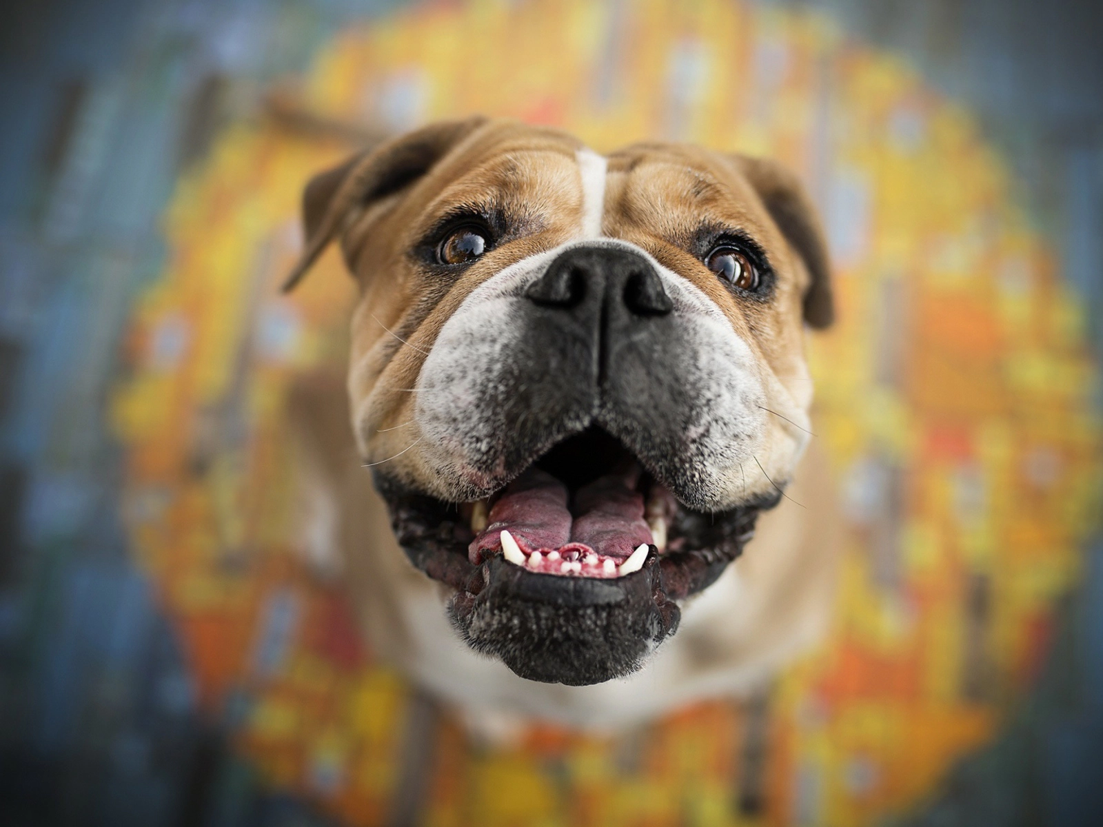 Dog with its mouth open and looking upwards