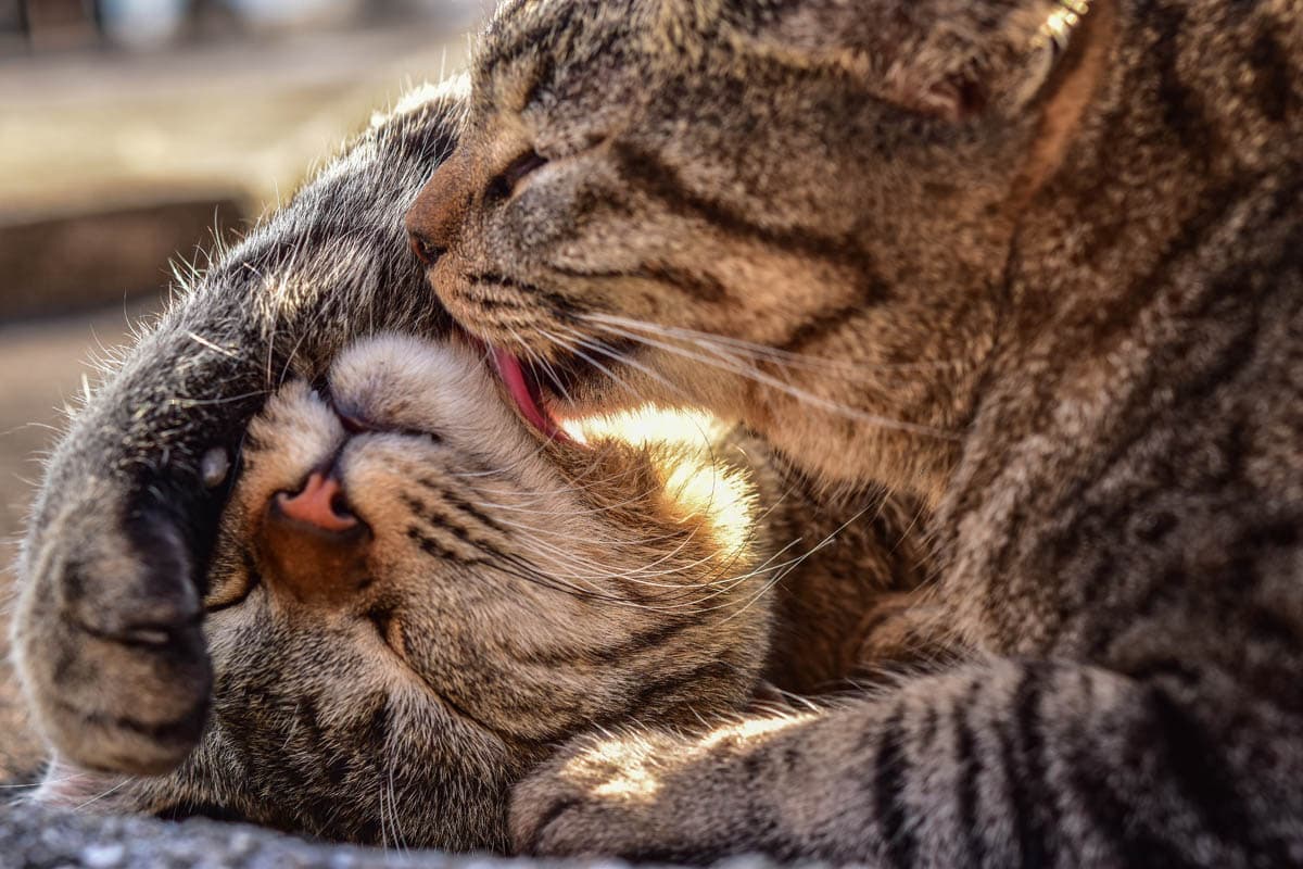 A cat licking another cat