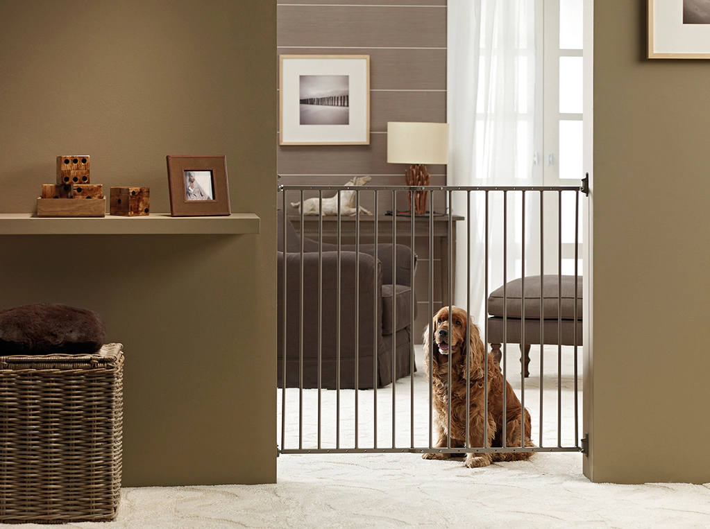 Dog Standing in Front of a Security Gate