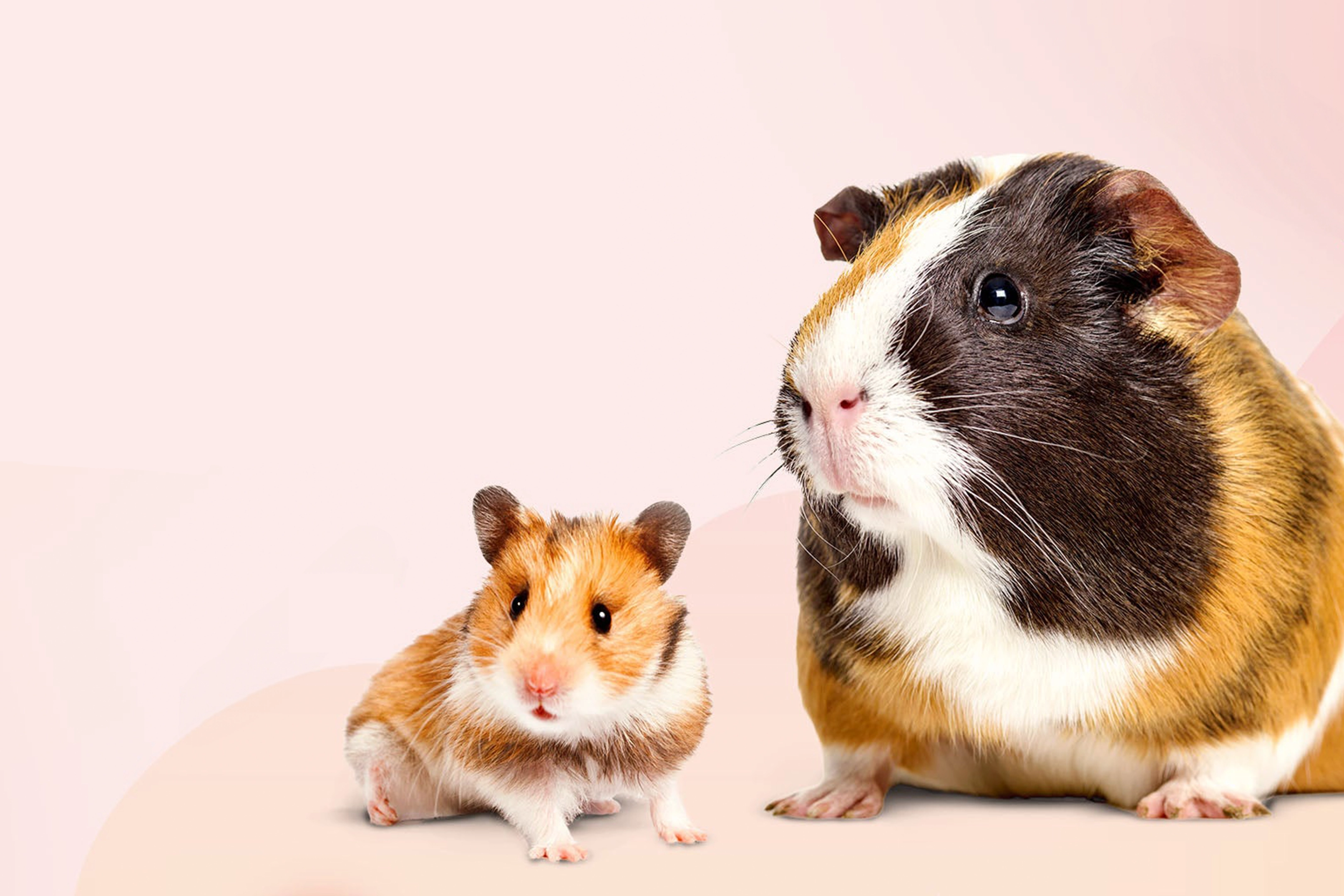 Hamster and guinea pig