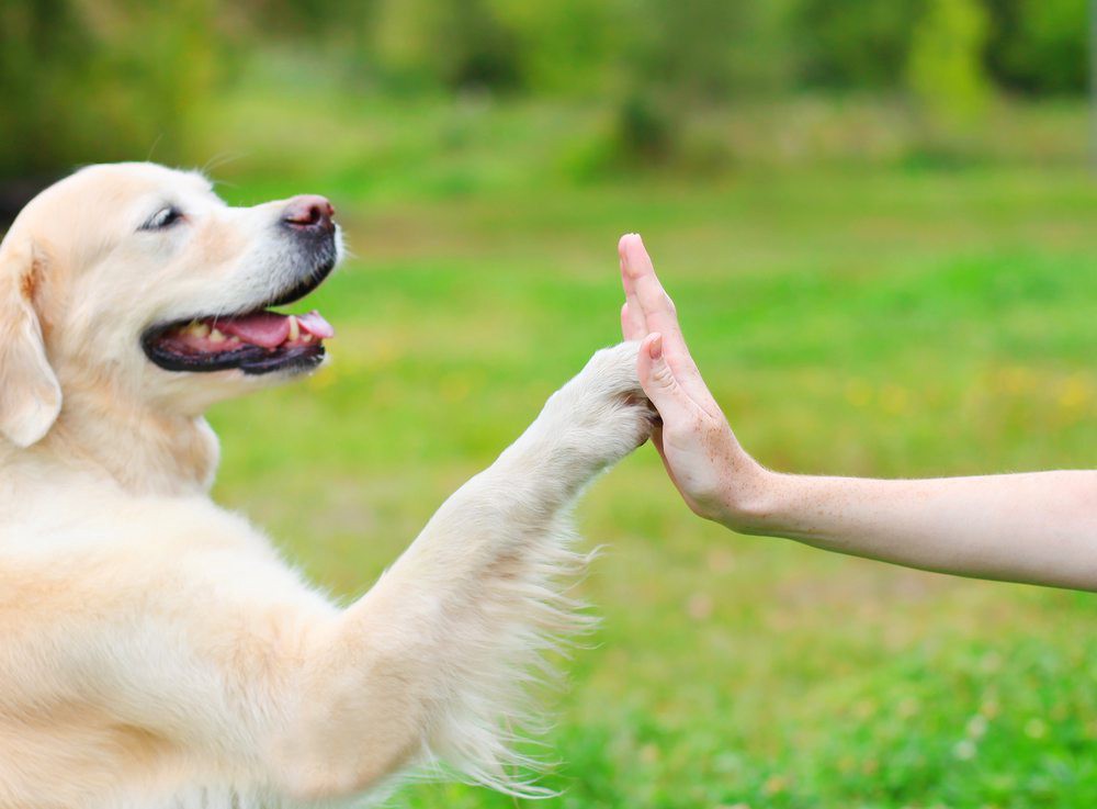 Dog high-fived its owner