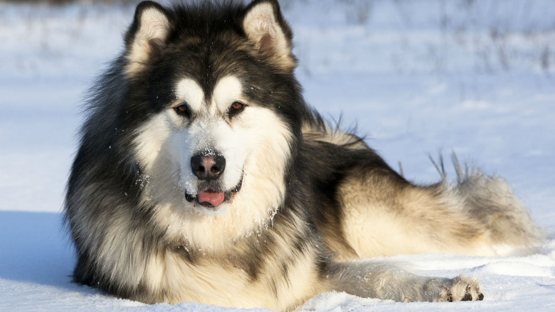 Large breed dog lying in the snow
