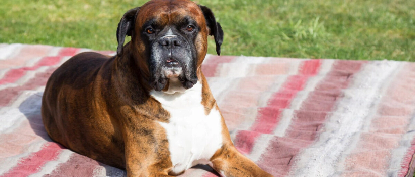 Boxer Dog Characteristics, Care and Feeding