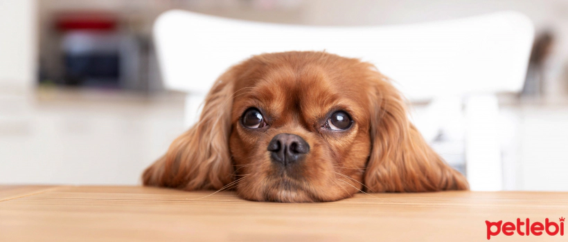 The 11 Sweetest and Cutest Dog Breeds