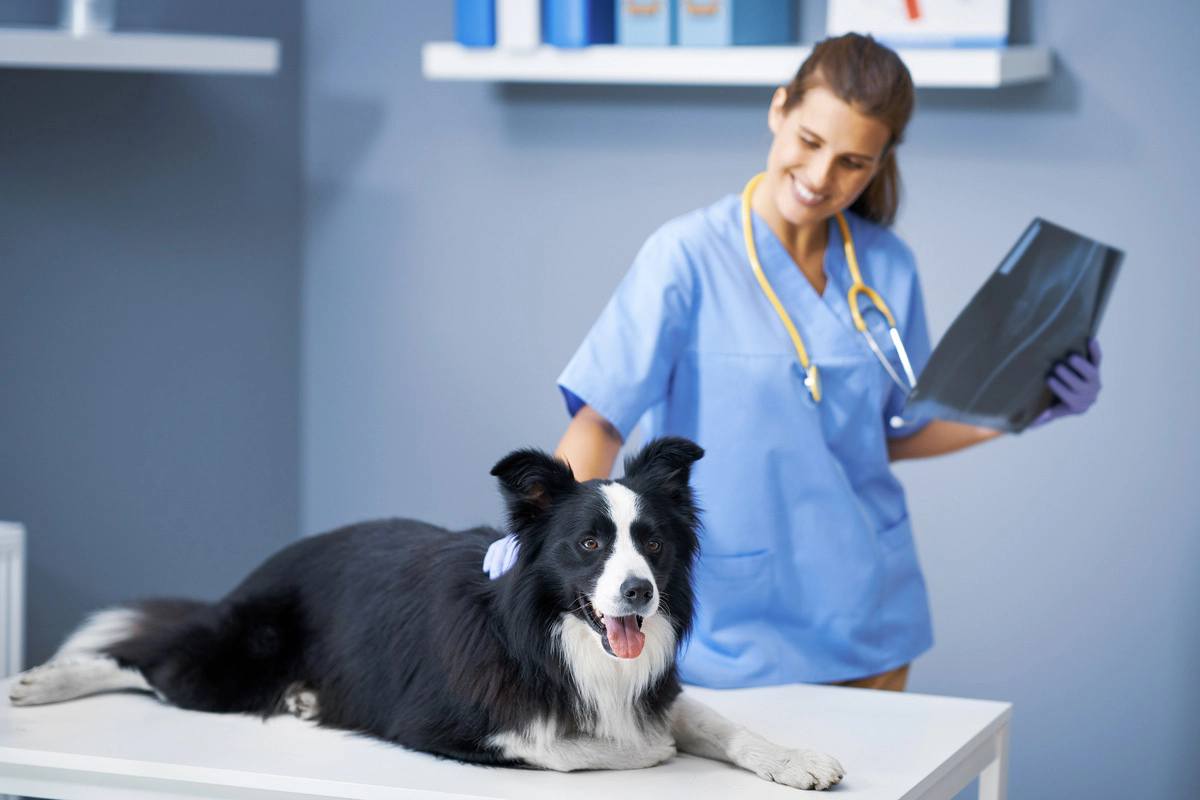 Border Collie being examined by a veterinarian