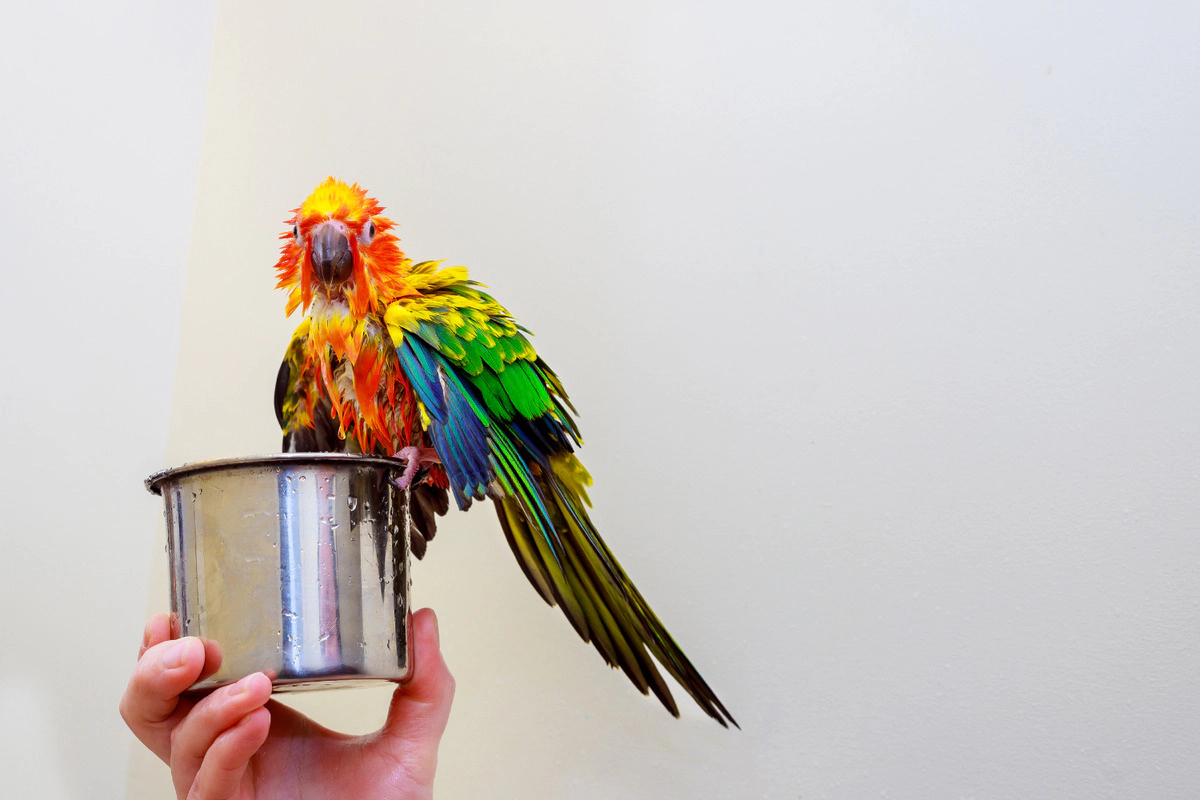 Parrot with striking colorful feathers after a bath