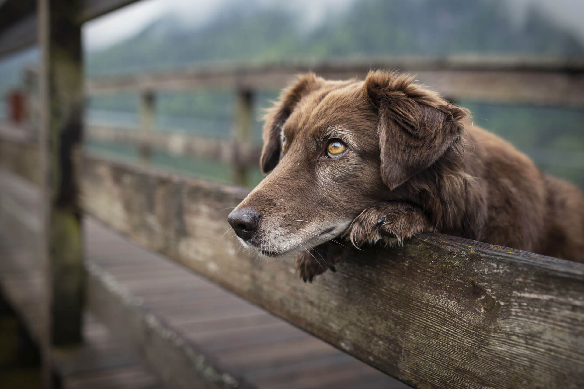 Old Brown Dog with its Head Between the Fences