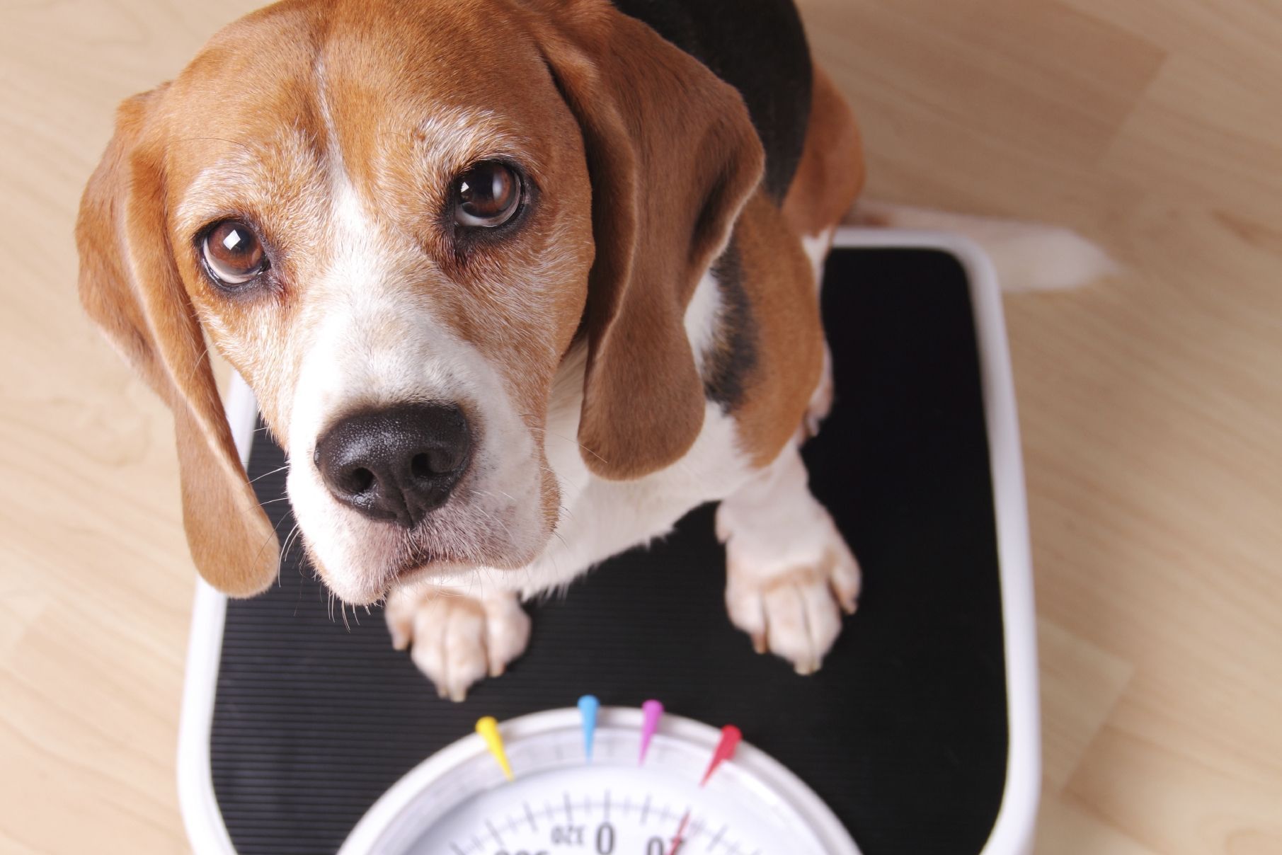 Dog on the Weigh-in