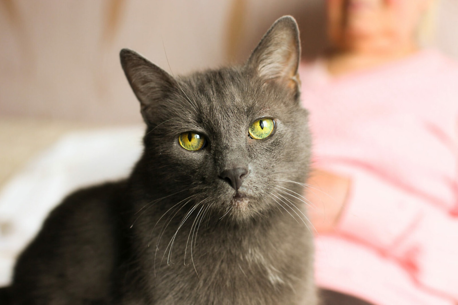 elderly black cat