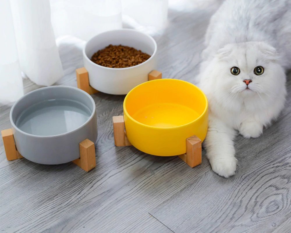 A white-furred cat standing next to its food and water bowl
