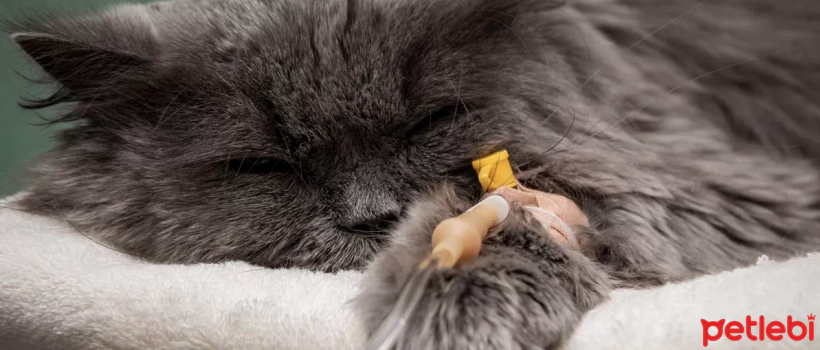 Diaphragmatic Hernia in Cats