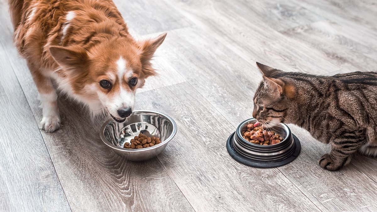 Omega Fatty Acids in Pet Nutrition