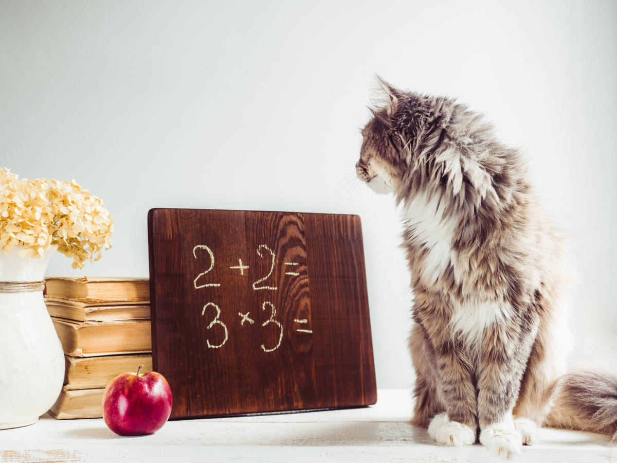 Cat standing in front of a spreadsheet