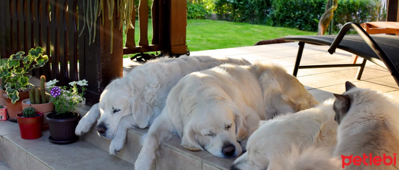 How Many Hours Do Dogs Sleep? The Dog Breeds That Sleep the Most