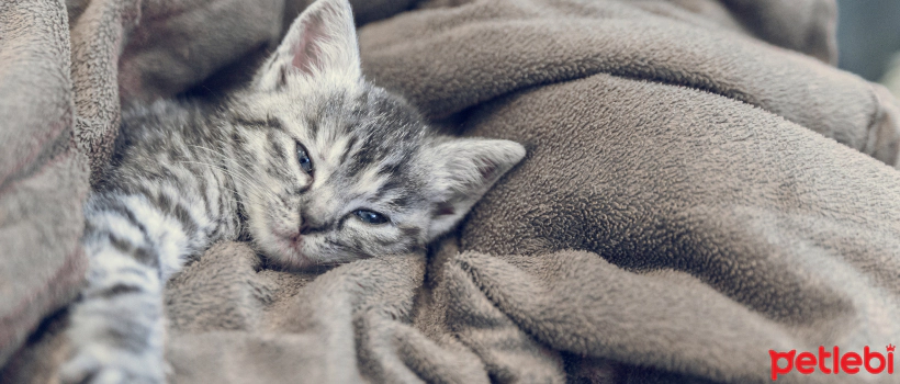 What to Consider When Caring for a Kitten?