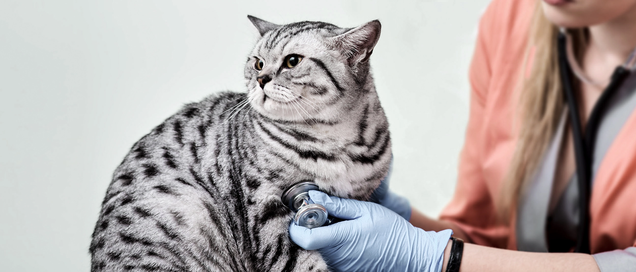 Cat being examined
