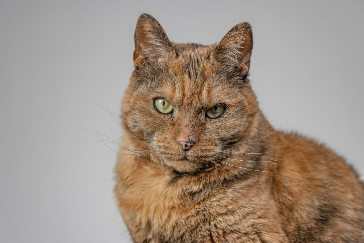 Cat with mixed-colored fur and a stern gaze