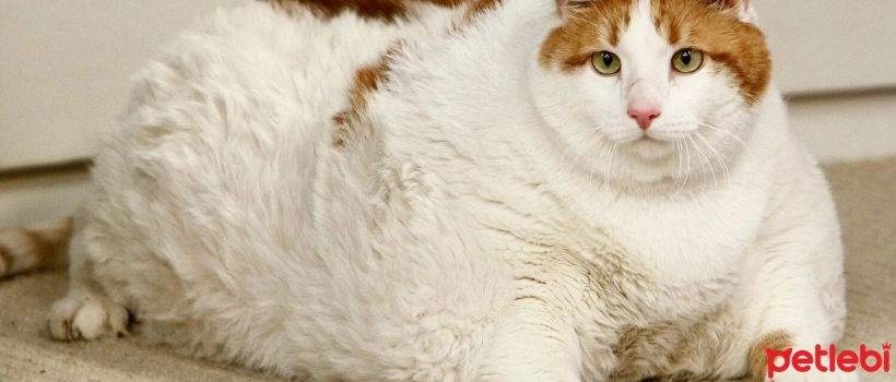 How Should Diabetic Cats Be Fed?