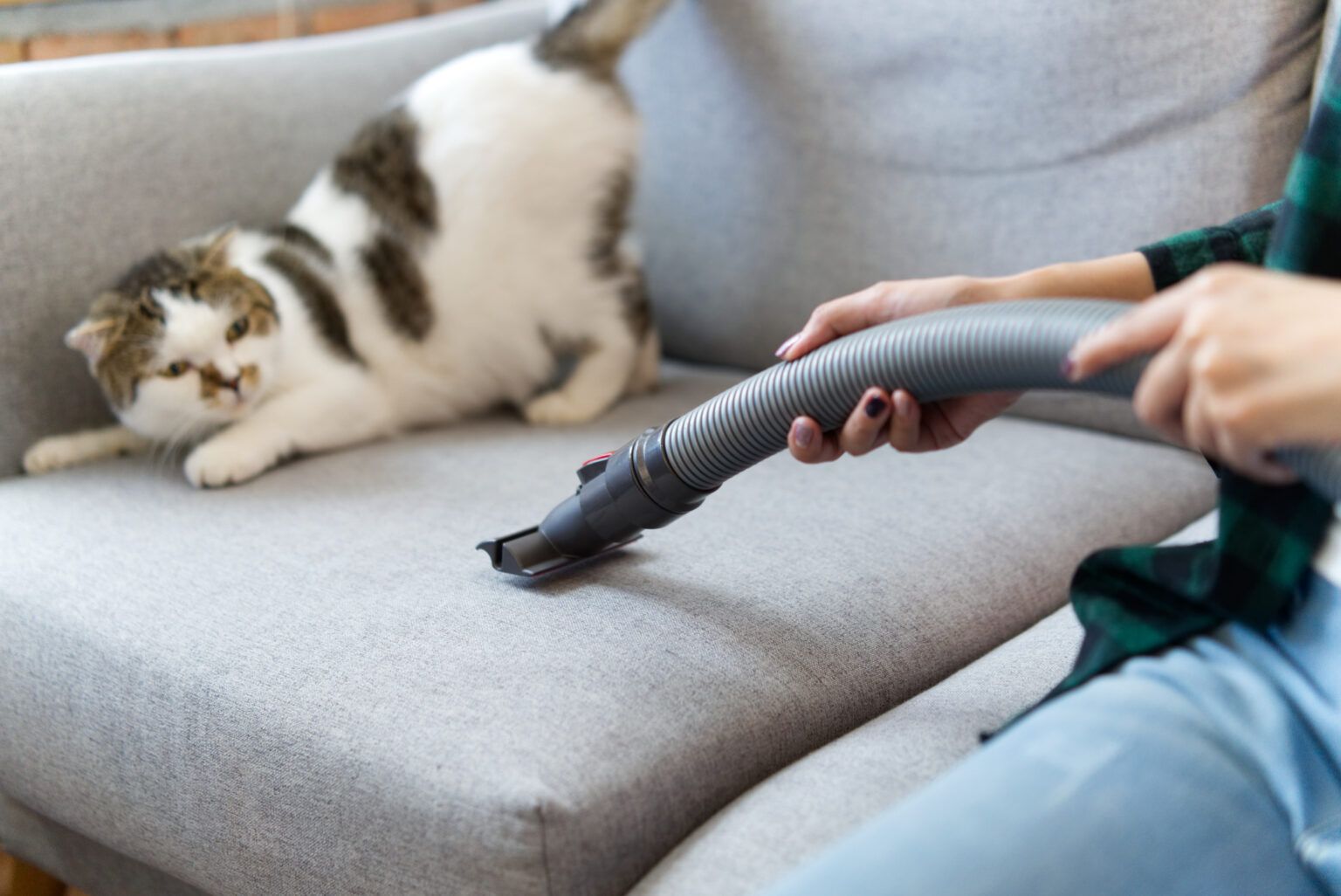 cat afraid of vacuum cleaner