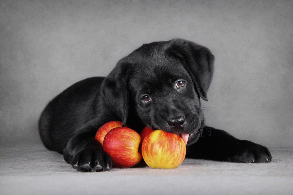 Puppy trying to eat an apple