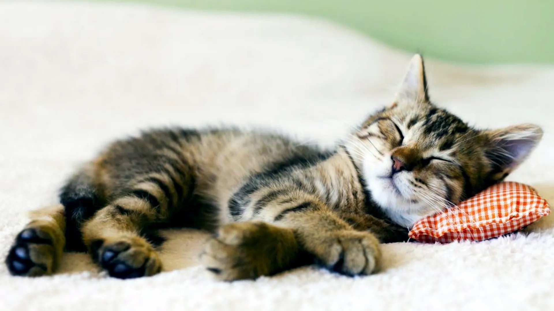 A tabby kitten sleeping on its pillow