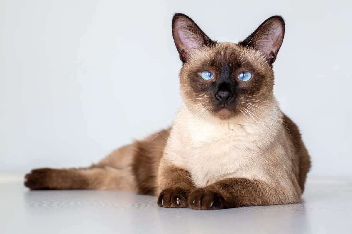 Siamese