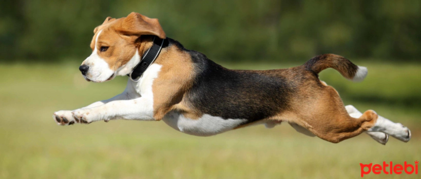 Why are High-Protein Dog Foods Preferred?