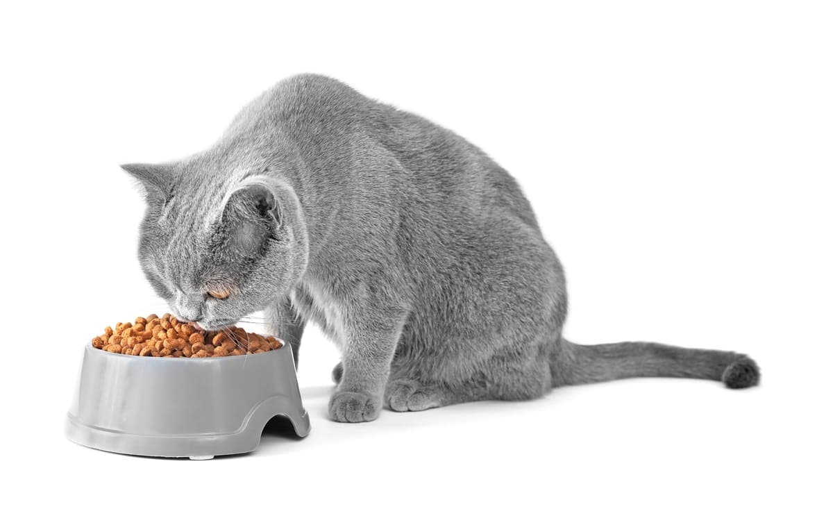 Gray-furred cat eating food